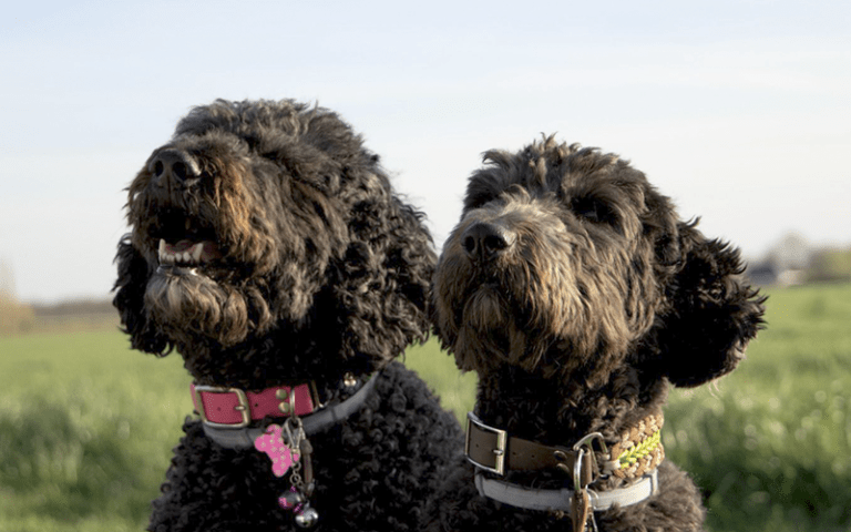 Blind vertrouwen: ogen op vier pootjes