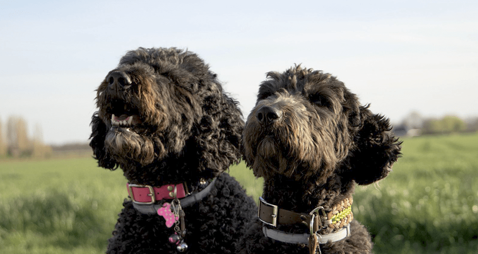 blog banner_dogs